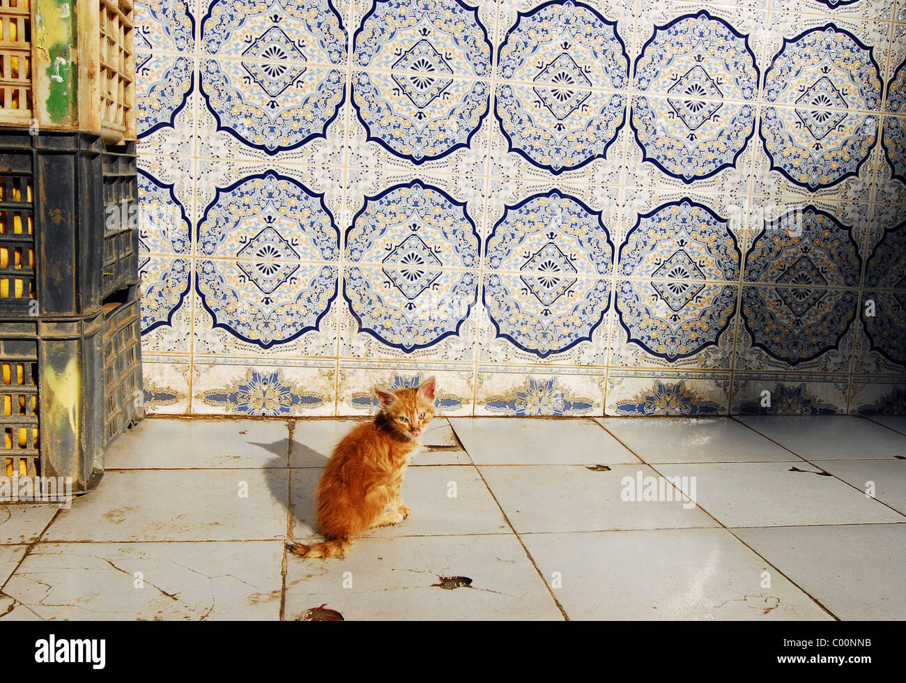 L'Algérie, Alger, chaton assis sur un sol carrelé par mur carrelé Banque D'Images