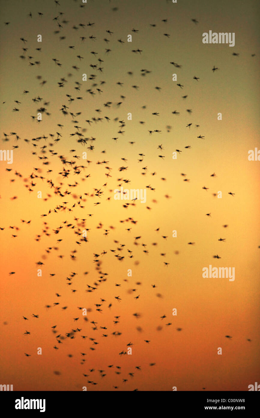 Les moustiques silhouettes au coucher du soleil l'Andhra Pradesh en Inde du Sud Banque D'Images