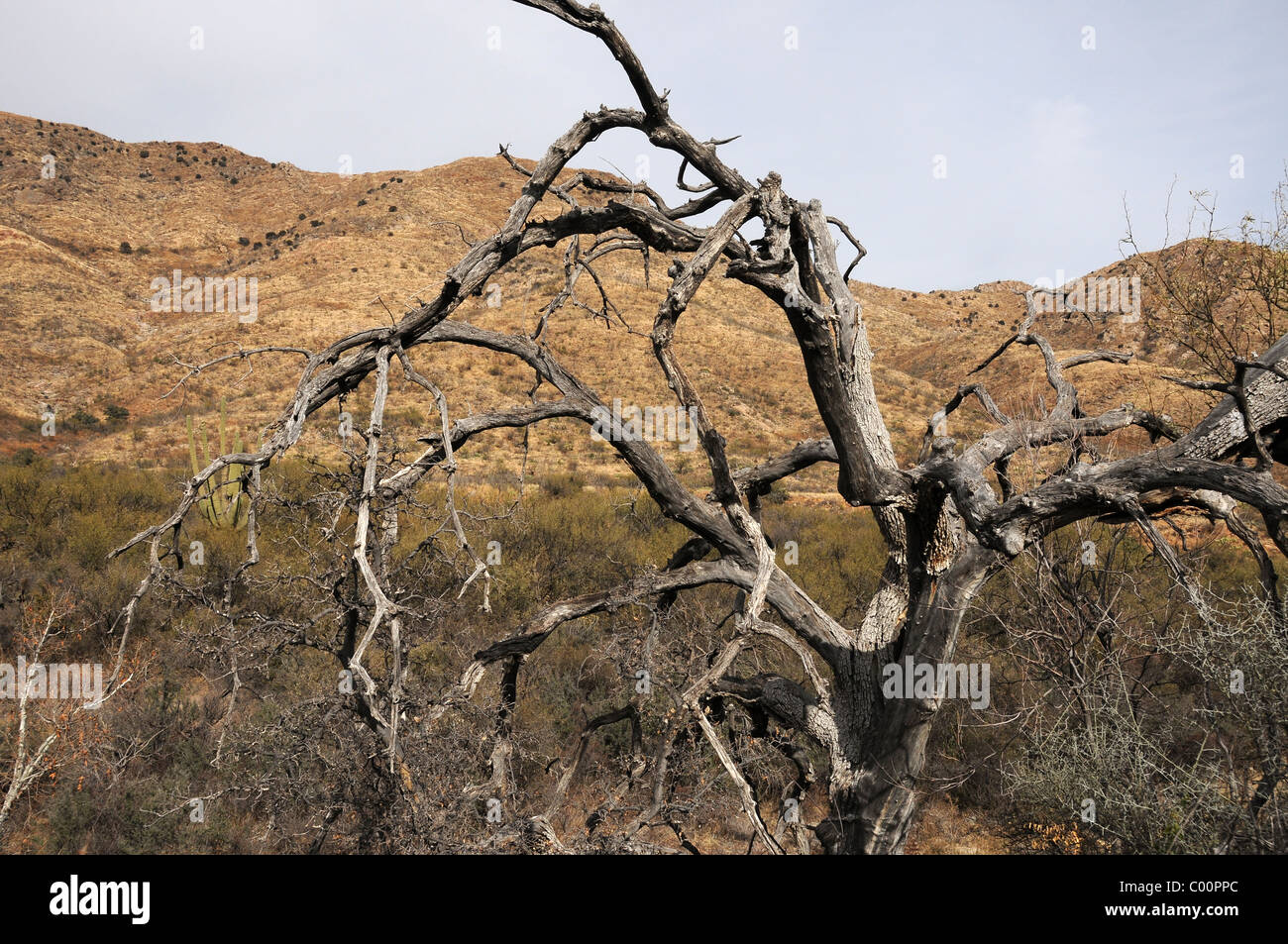 Un vieil arbre mesquite dans Brown Canyon dans le Buenos Aires Wildlife Refuge à environ 20 milles au nord de Sasabe, Arizona, USA. Banque D'Images
