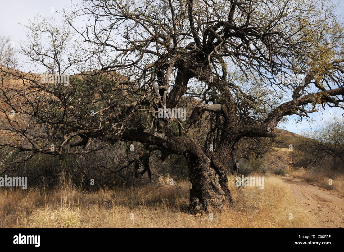 Un vieil arbre mesquite dans Brown Canyon dans le Buenos Aires Wildlife Refuge à environ 20 milles au nord de Sasabe, Arizona, USA. Banque D'Images