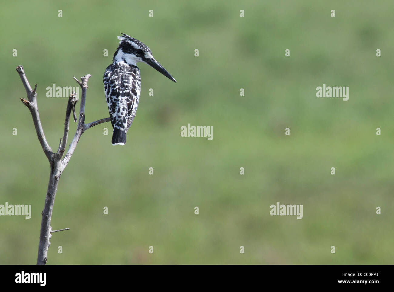 Pied Kingfisher Banque D'Images