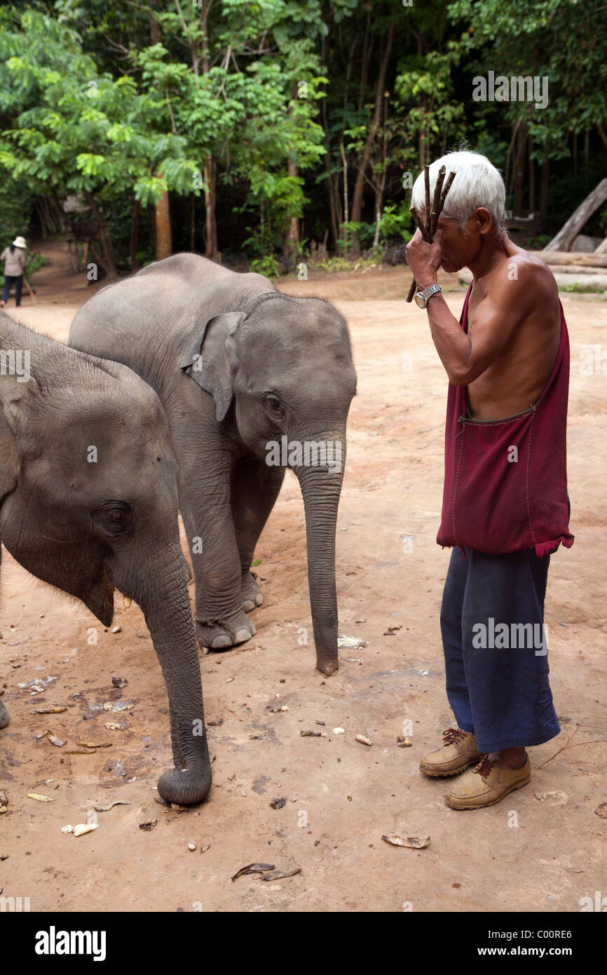 Elephant Training Camp Mae Taeng, la province de Chiang Mai, Thaïlande. Mahout indique à de jeunes éléphants pendant le repas. Banque D'Images