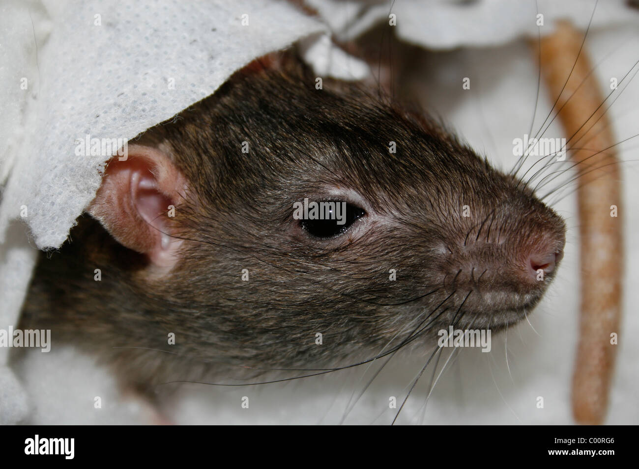 Enveloppé de rat , Rattus rattus Banque D'Images