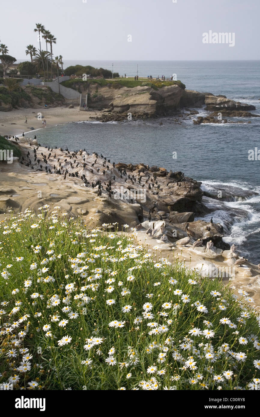 Fleurs à La Jolla Cove, La Jolla, Californie Banque D'Images