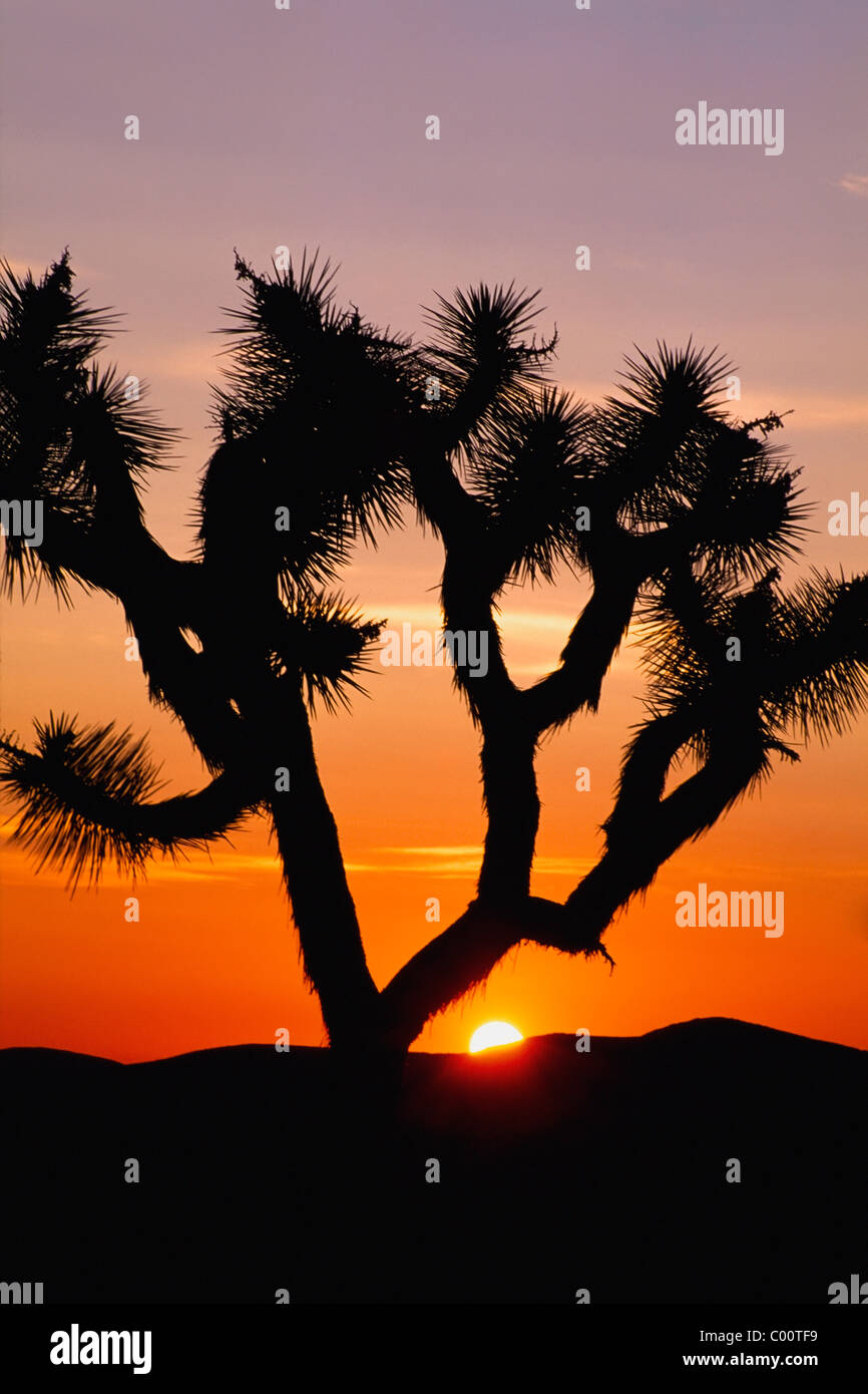 Silhouette de Joshua tree at sunset Banque D'Images