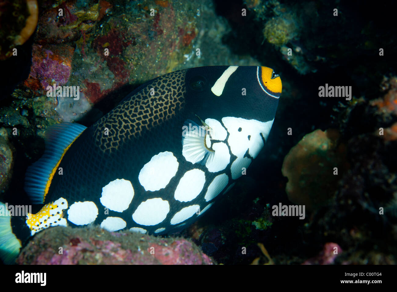 Close-up of a clown triggerfish, Indonésie Banque D'Images