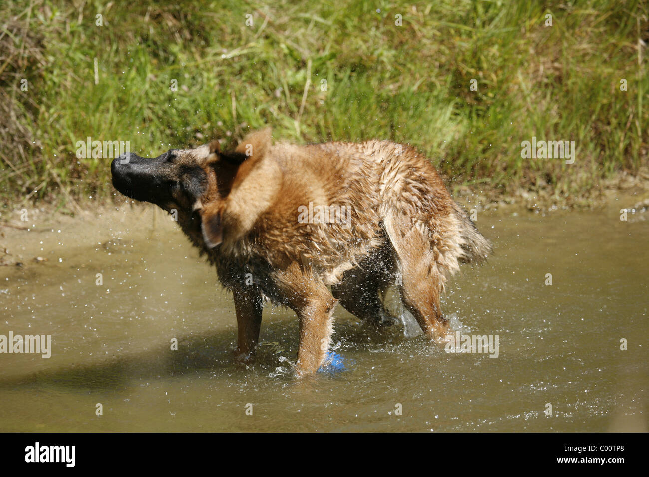 Malinois Banque D'Images