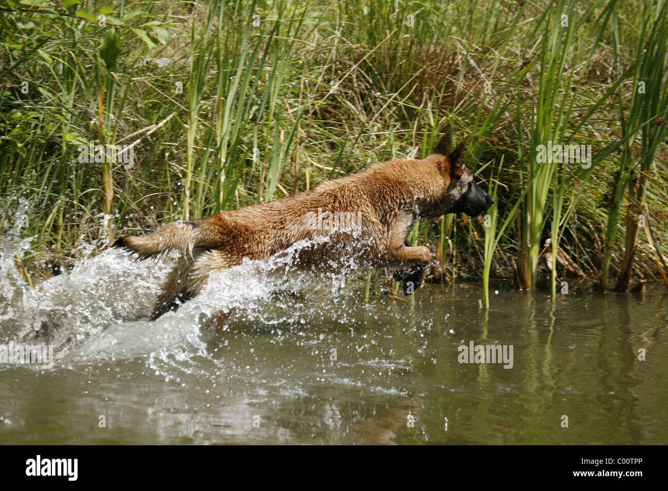 Malinois springt ins Wasser Banque D'Images