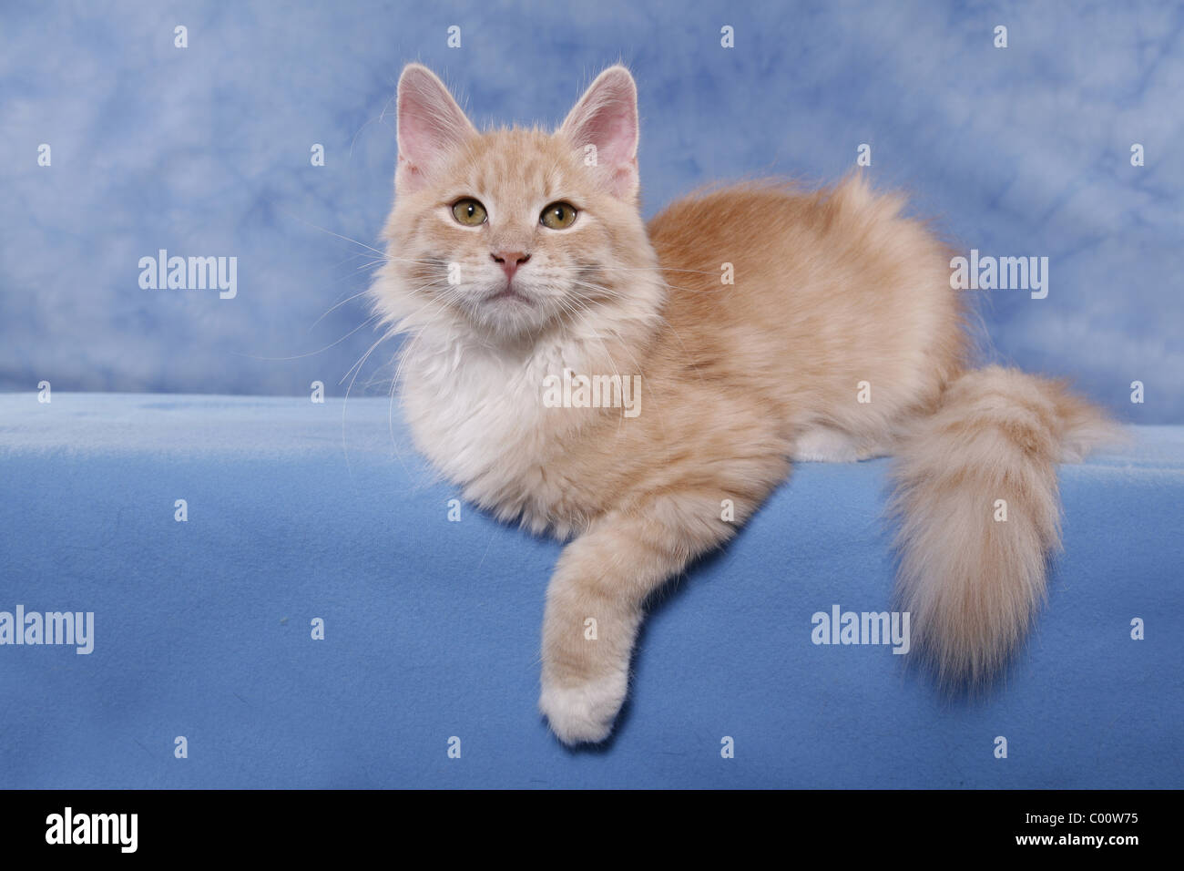 Sibirische Katze / chat des forêts de Sibérie Banque D'Images