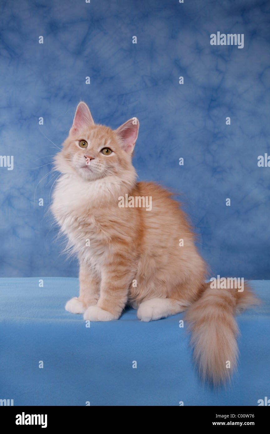 Sibirische Katze / chat des forêts de Sibérie Banque D'Images