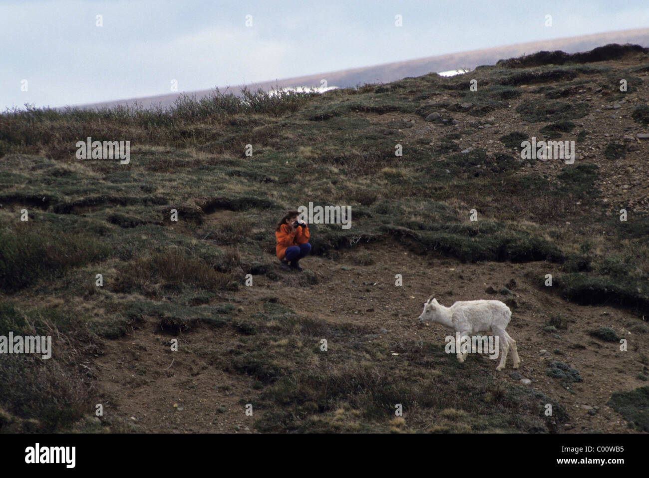 Dall, Ewe, Denali National Park, Alaska Banque D'Images