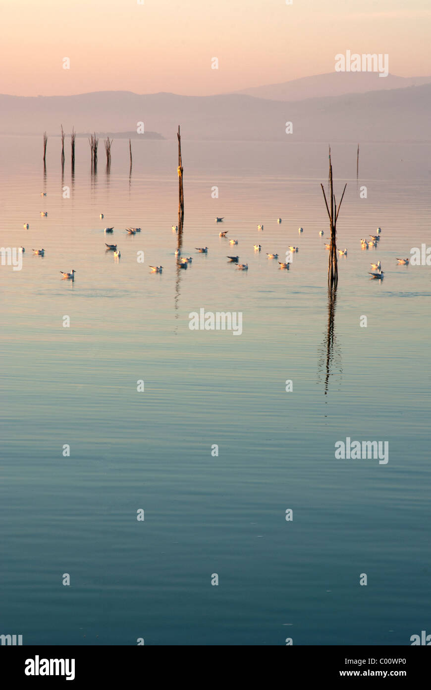 Italie - foulques dans le coucher du soleil sur le lac Trasimène - vue de lakeside village Passignano - Ombrie - Pérouse district Banque D'Images