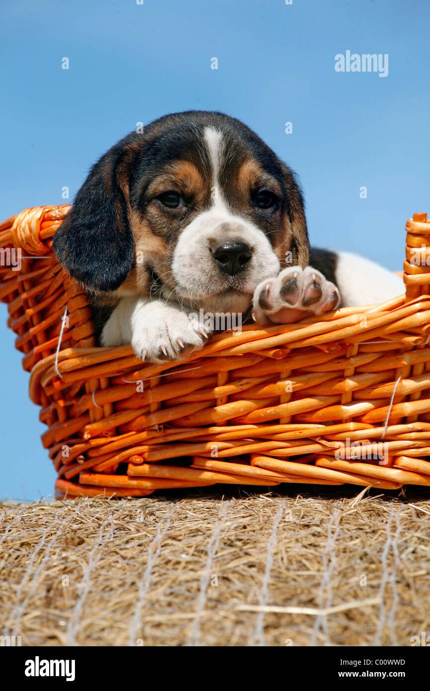 Im Körbchen Welpe Beagle chiot Beagle / dans panier Banque D'Images