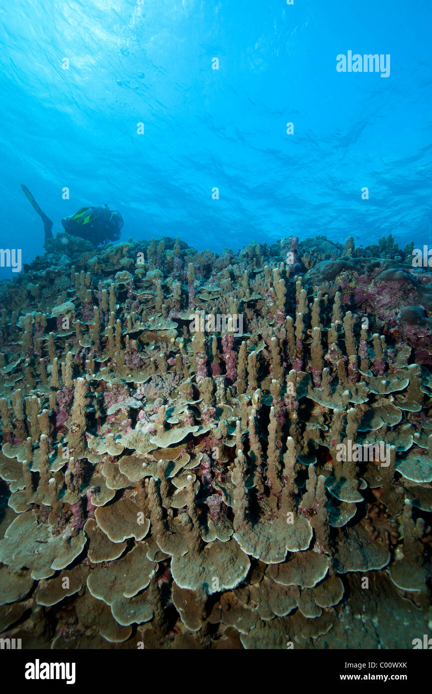 Scuba Diver et coraux sains Banque D'Images