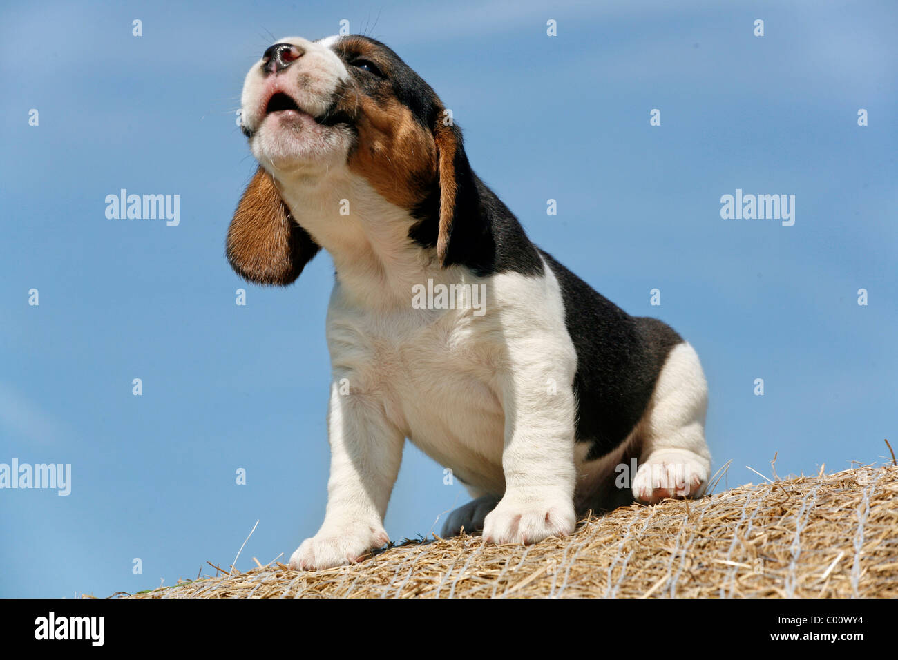 Jaulender / yowling Welpe Beagle Chiot Beagle Banque D'Images