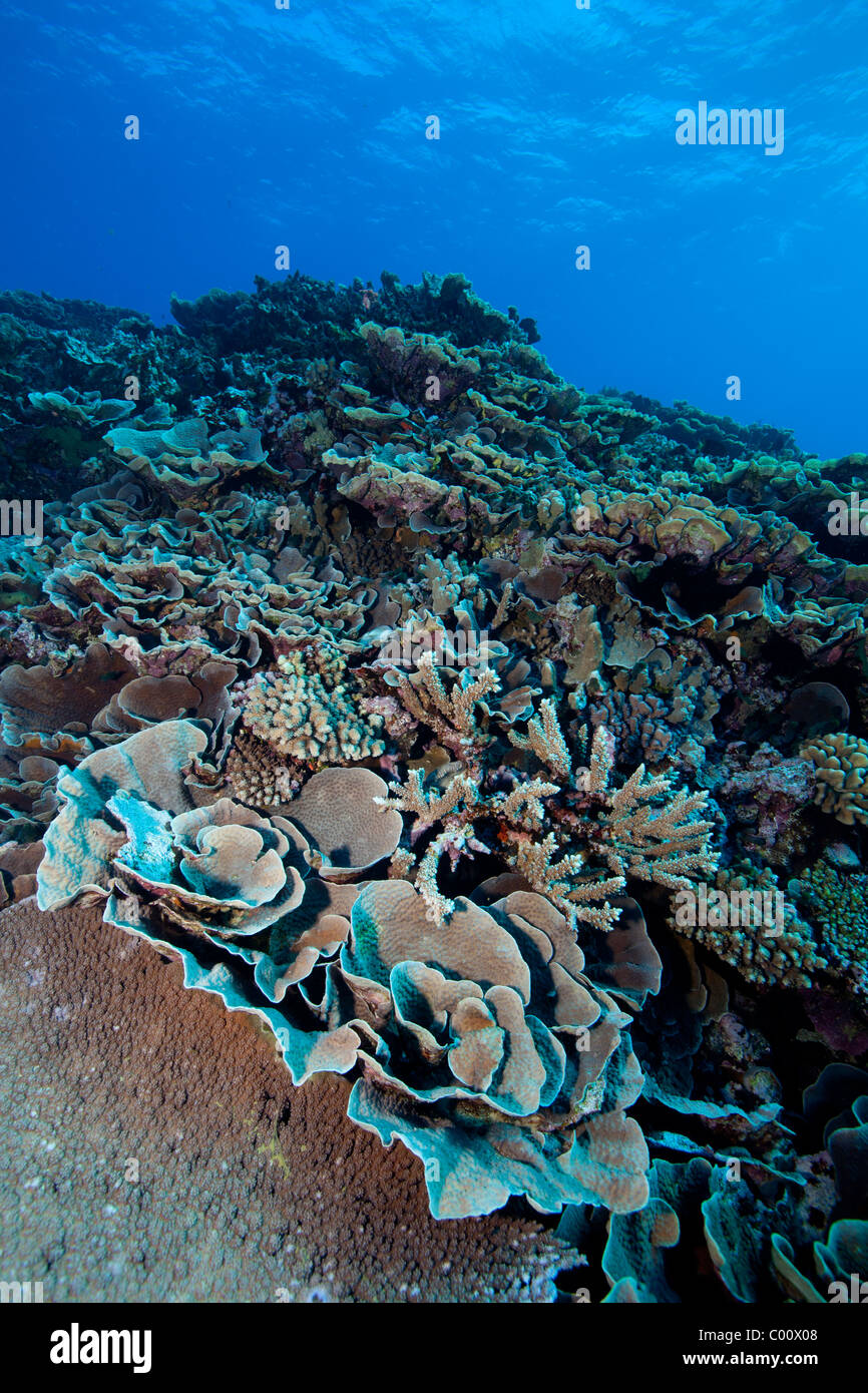 Domaine des coraux durs Banque D'Images