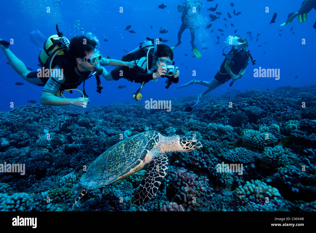 Rencontrer des plongeurs plongée pendant la tortue Banque D'Images