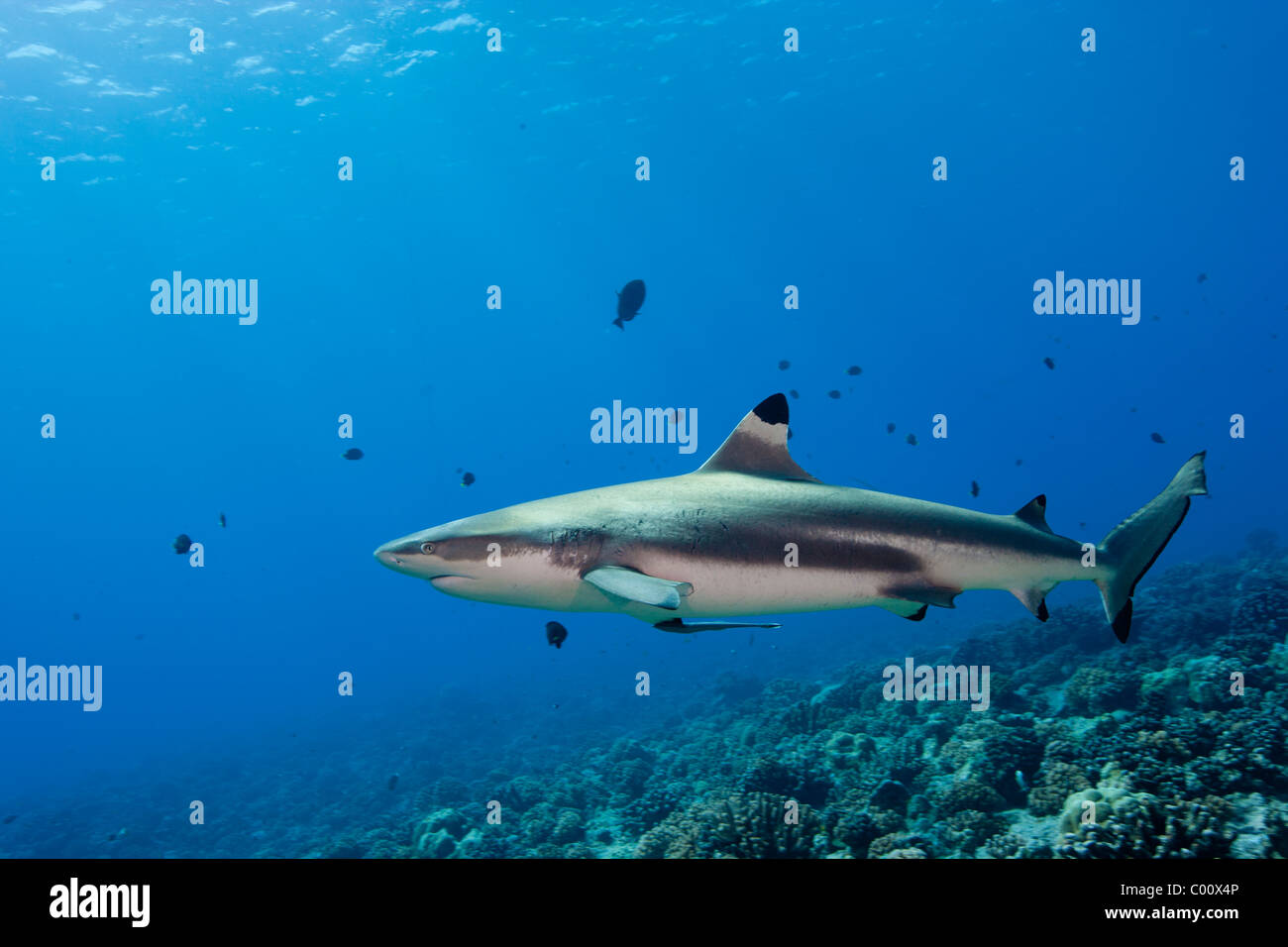 Blacktip reef shark. Bora Bora, Banque D'Images
