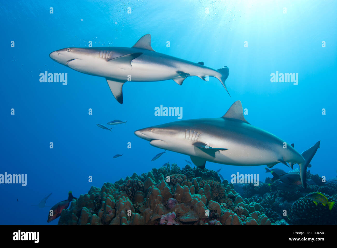 Paire de requins gris de récif, Polynésie Française Banque D'Images