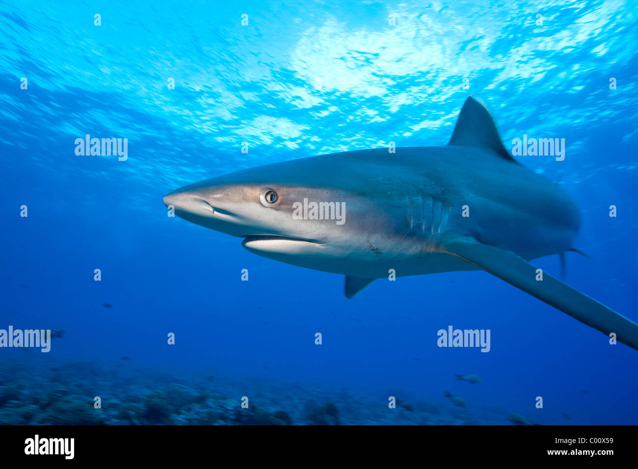 Sur la tête avec un requin Silvertip Banque D'Images