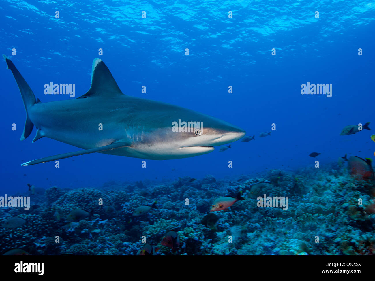 Nage de requins Silvertip reef ci-dessus Retour en haut Banque D'Images
