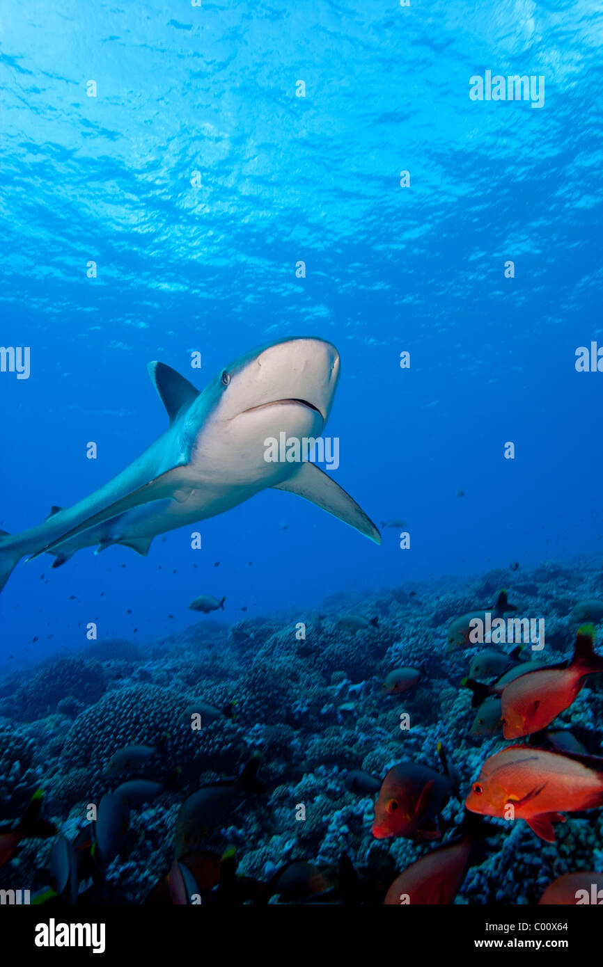 Nage de requins Silvertip reef ci-dessus Retour en haut Banque D'Images