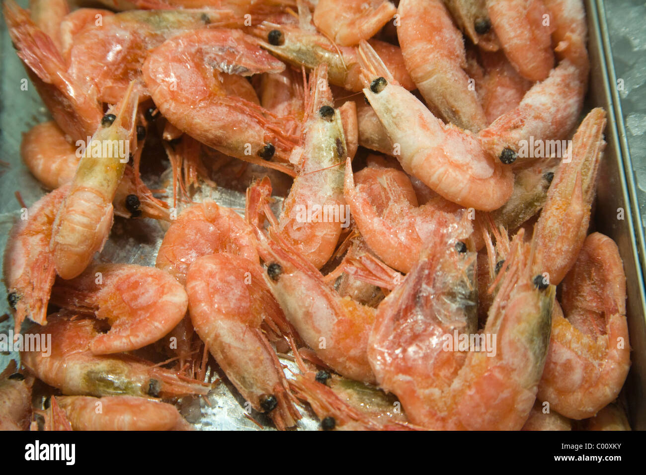 Les crustacés, la crevette rose Crevette nordique La crevette nordique Crevette Crevette nordique Grande Crevette nordique Pandalus borealis Banque D'Images