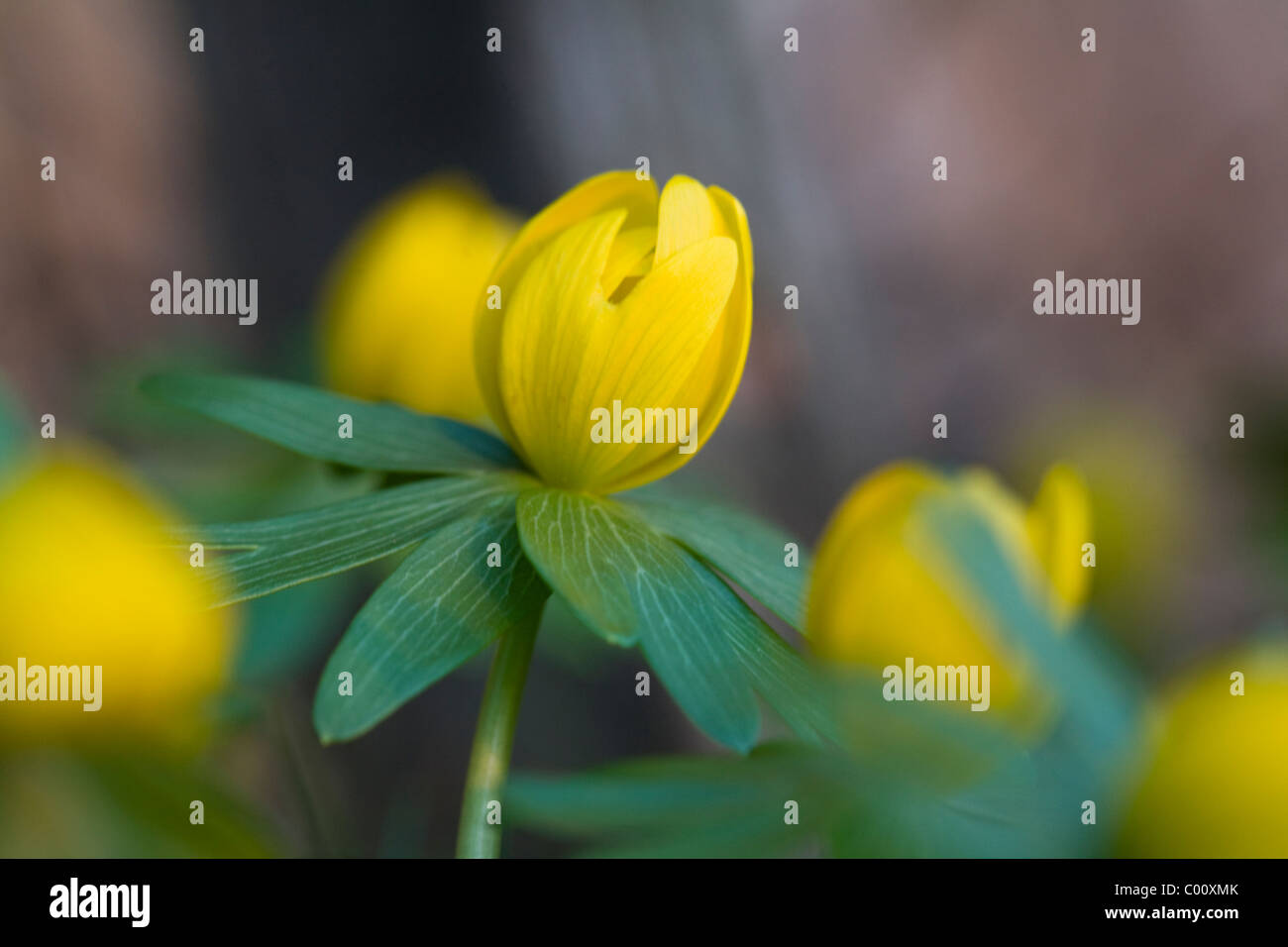 Eranthis hyemalis Aconit d'hiver Wolf's Bane Jardin Plantes fleurs de printemps Banque D'Images