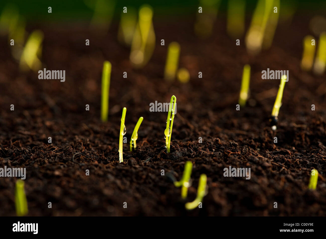 'Poireau Gros Long d'Ete', Allium porrum une saucisse végétarienne traditionnelle galloise à semis, Banque D'Images