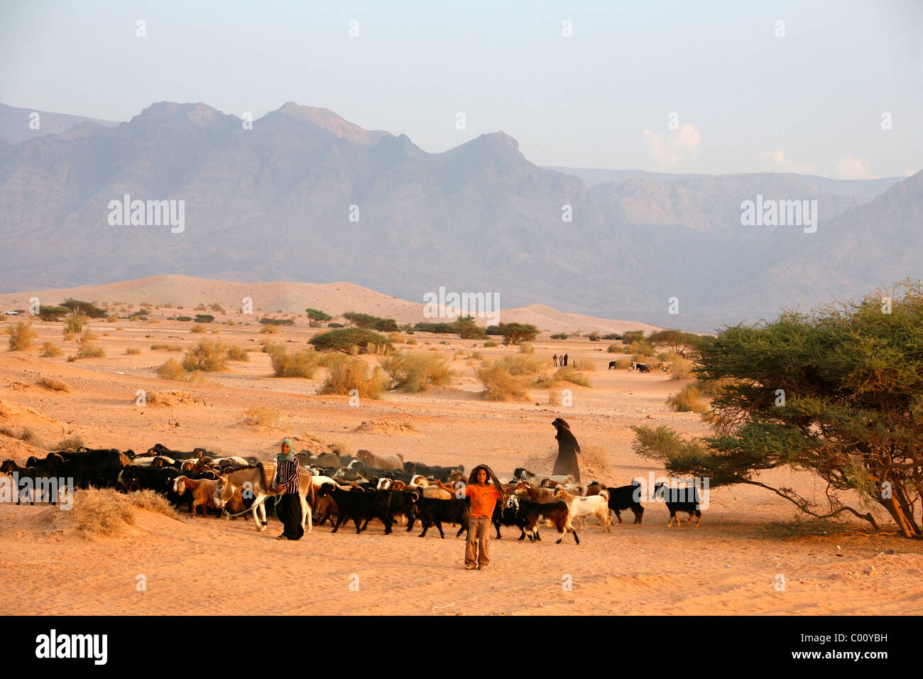 Shepherd et les chèvres à Wadi Araba, la Jordanie. Banque D'Images