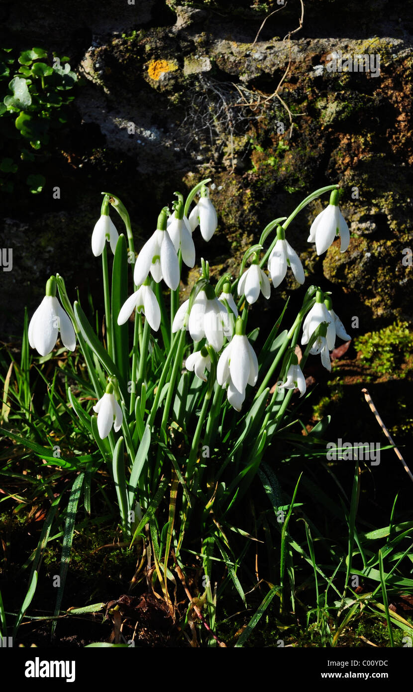 Aconites et perce-neige en milieu rural English Woods, au début du printemps. Banque D'Images
