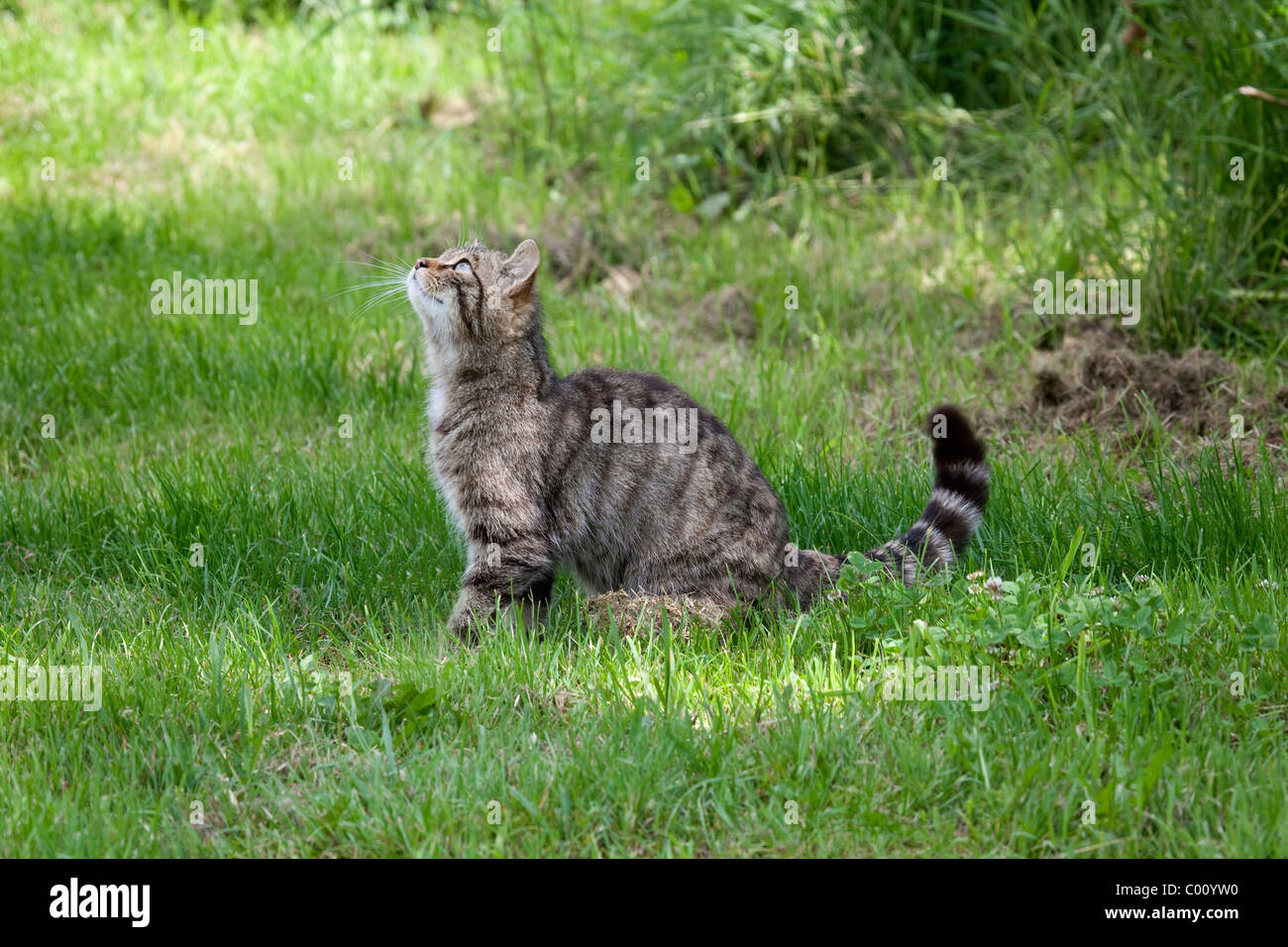 Scottish Wildcat Felis sylvestris regardant vers le haut prises dans des conditions contrôlées Banque D'Images