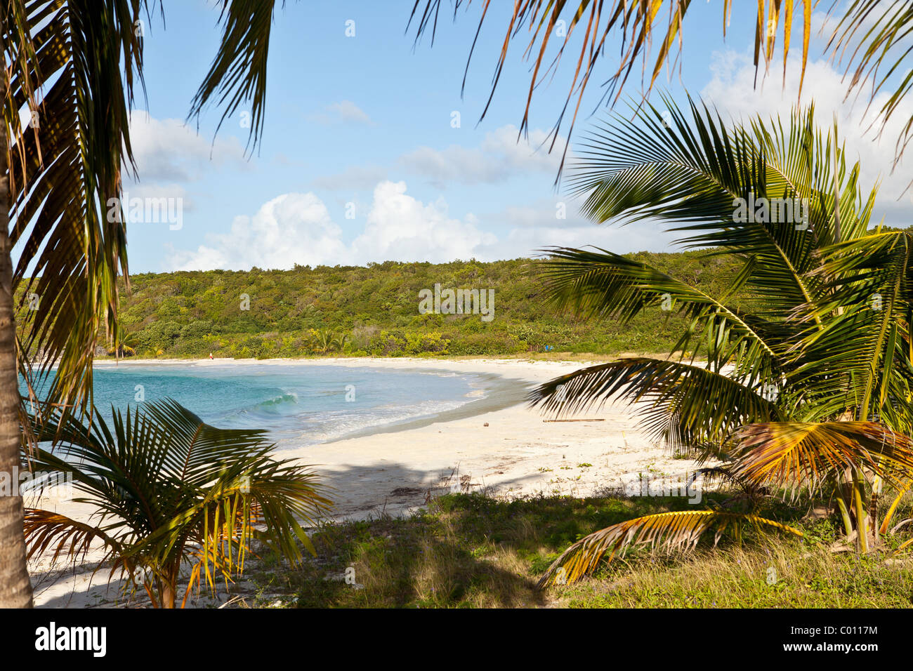 Red Beach (Playa Caracas) et des cocotiers dans l'île de Vieques, Puerto Rico. Banque D'Images