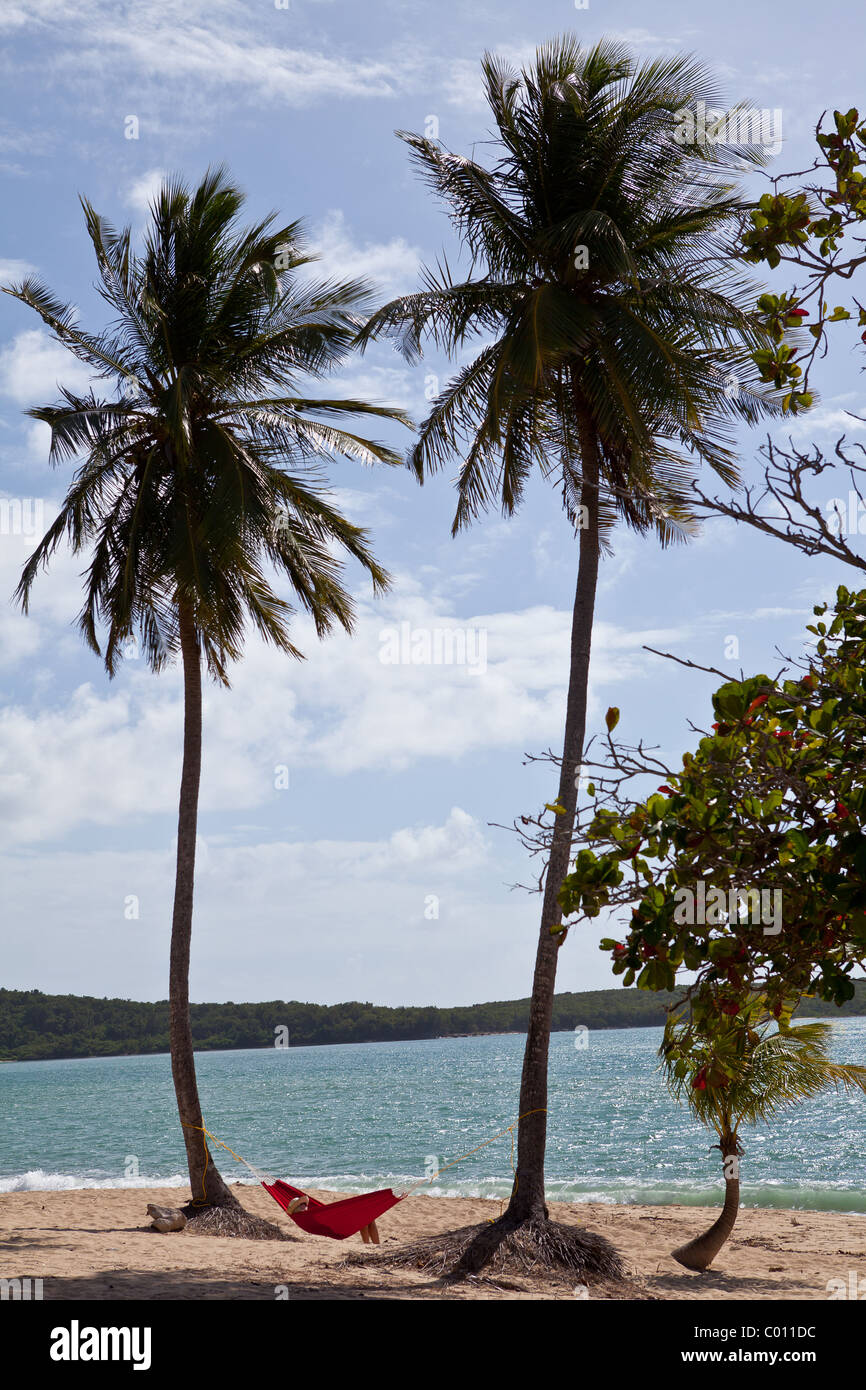 Hamac sur cocotiers Sunbay plage dans l'île de Vieques, Puerto Rico. Banque D'Images