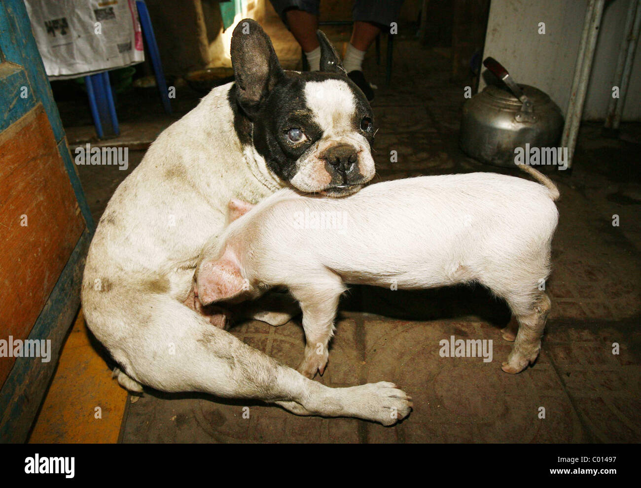 Une Chienne Bouledogue Francais Un Nichons De Porcelet Abandonne Adopte Par Un Fermier A Shenyang Ville De La Province De Liaoning Au Nord Est De Photo Stock Alamy