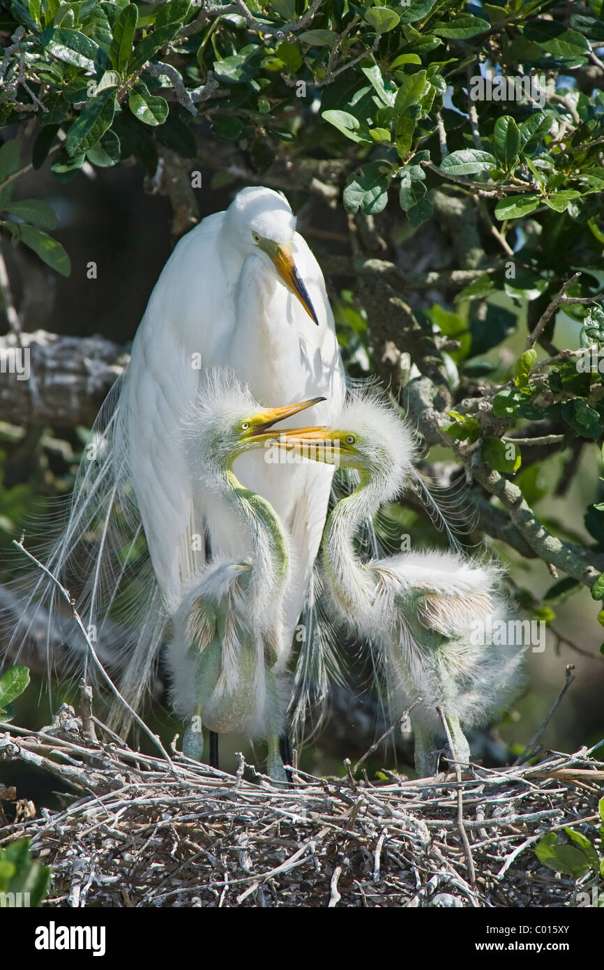 Grande Aigrette adultes sur son nid avec 2 poussins en pleine croissance Banque D'Images