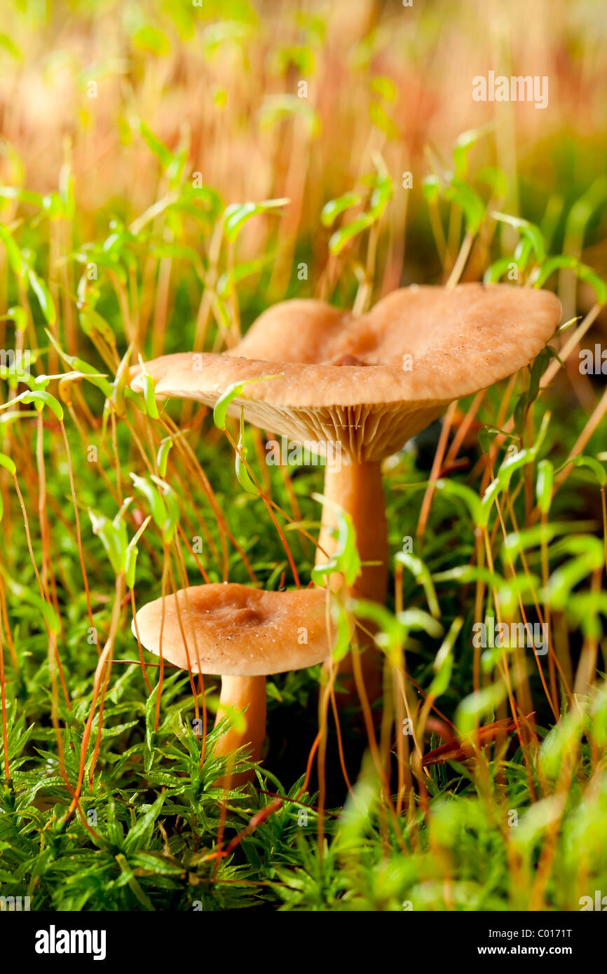 Faux safran milkcap Lactarius deterrimus (champignons) Banque D'Images