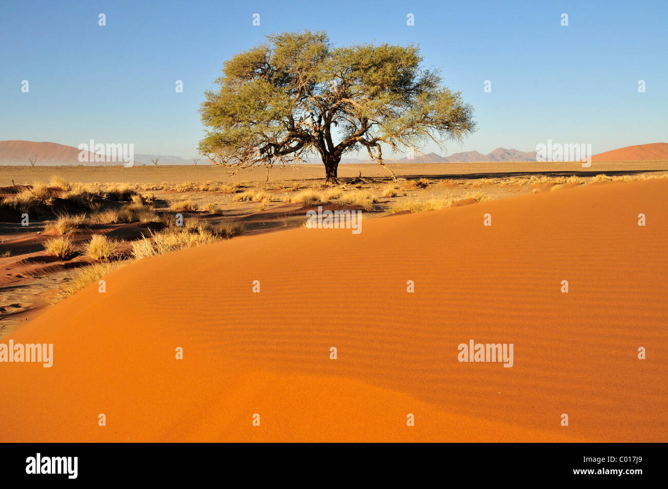 Acacia au pied d'une dune près de Sossusvlei, Désert du Namib, le Namib Naukluft Park, Namibie, Afrique Banque D'Images