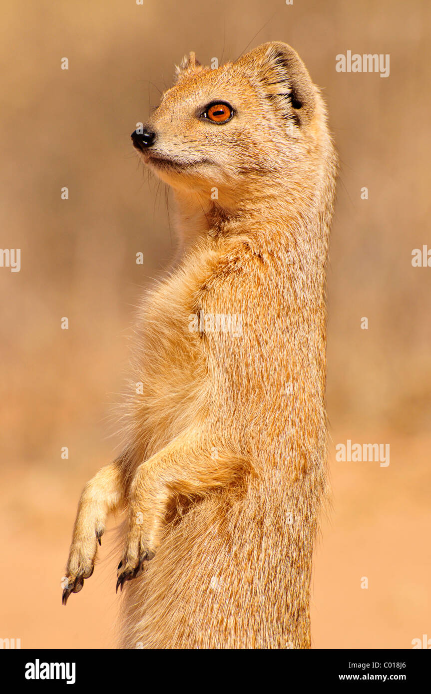 (Cynictis penicillata Mangouste jaune), Kgalagadi Transfrontier Park, Kalahari, Afrique du Sud, l'Afrique Banque D'Images