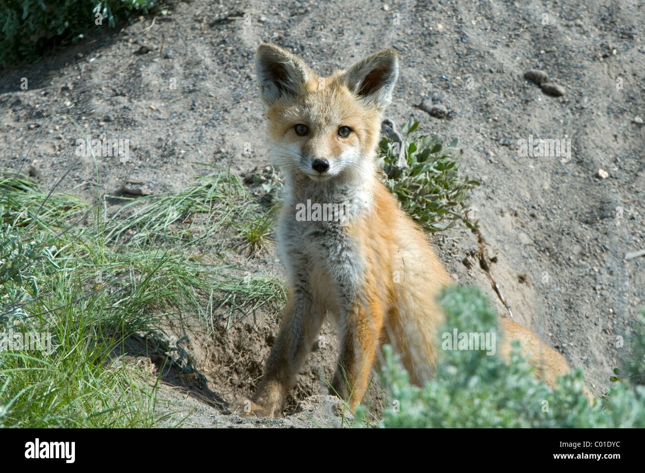 American Red Fox (Vulpes vulpes), Hebgen Lake, Montana, USA, Amérique Latine Banque D'Images