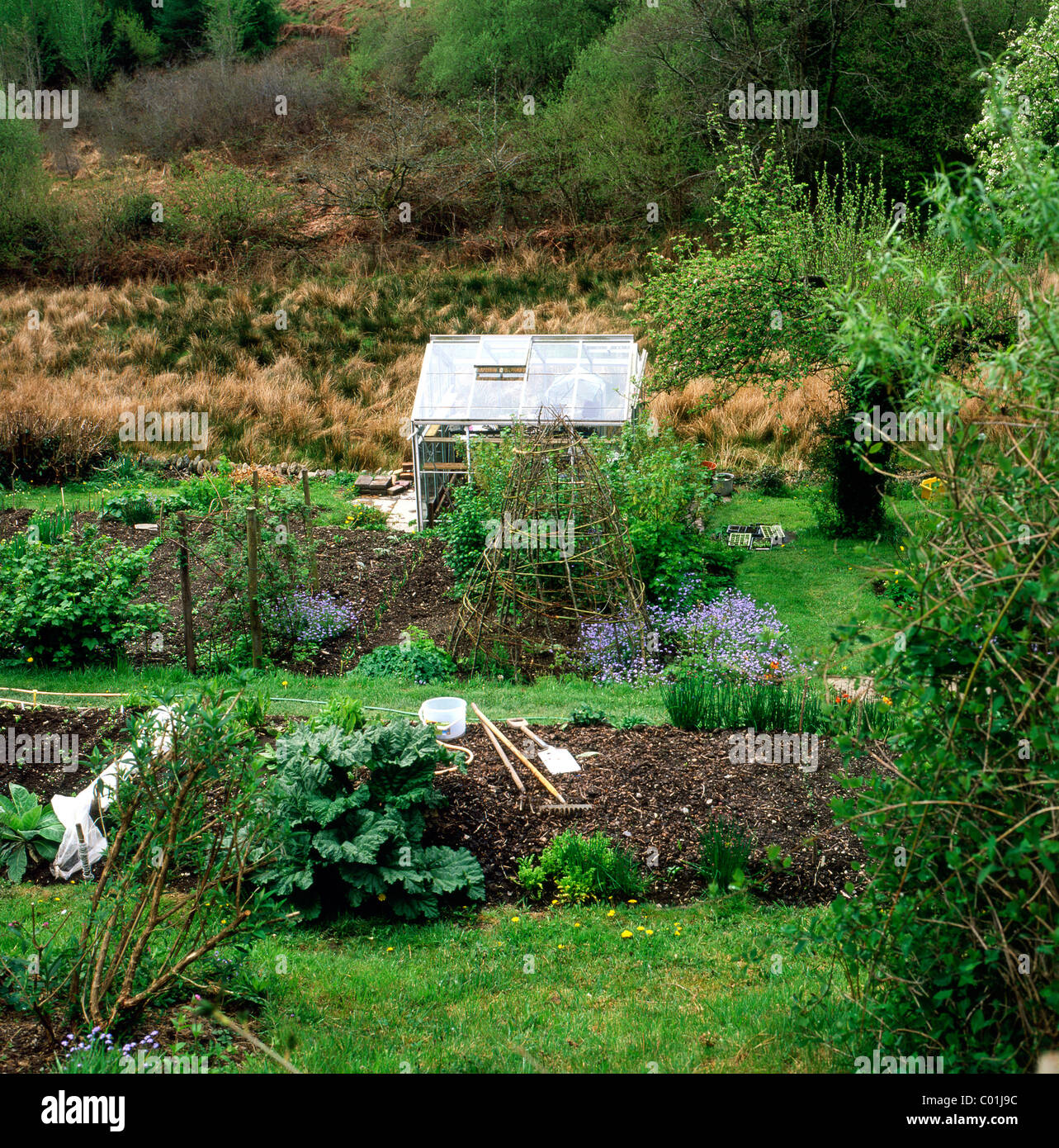 Voir des émissions dans un jardin de fruits et légumes biologiques en milieu rural au printemps, le Pays de Galles UK KATHY DEWITT Banque D'Images