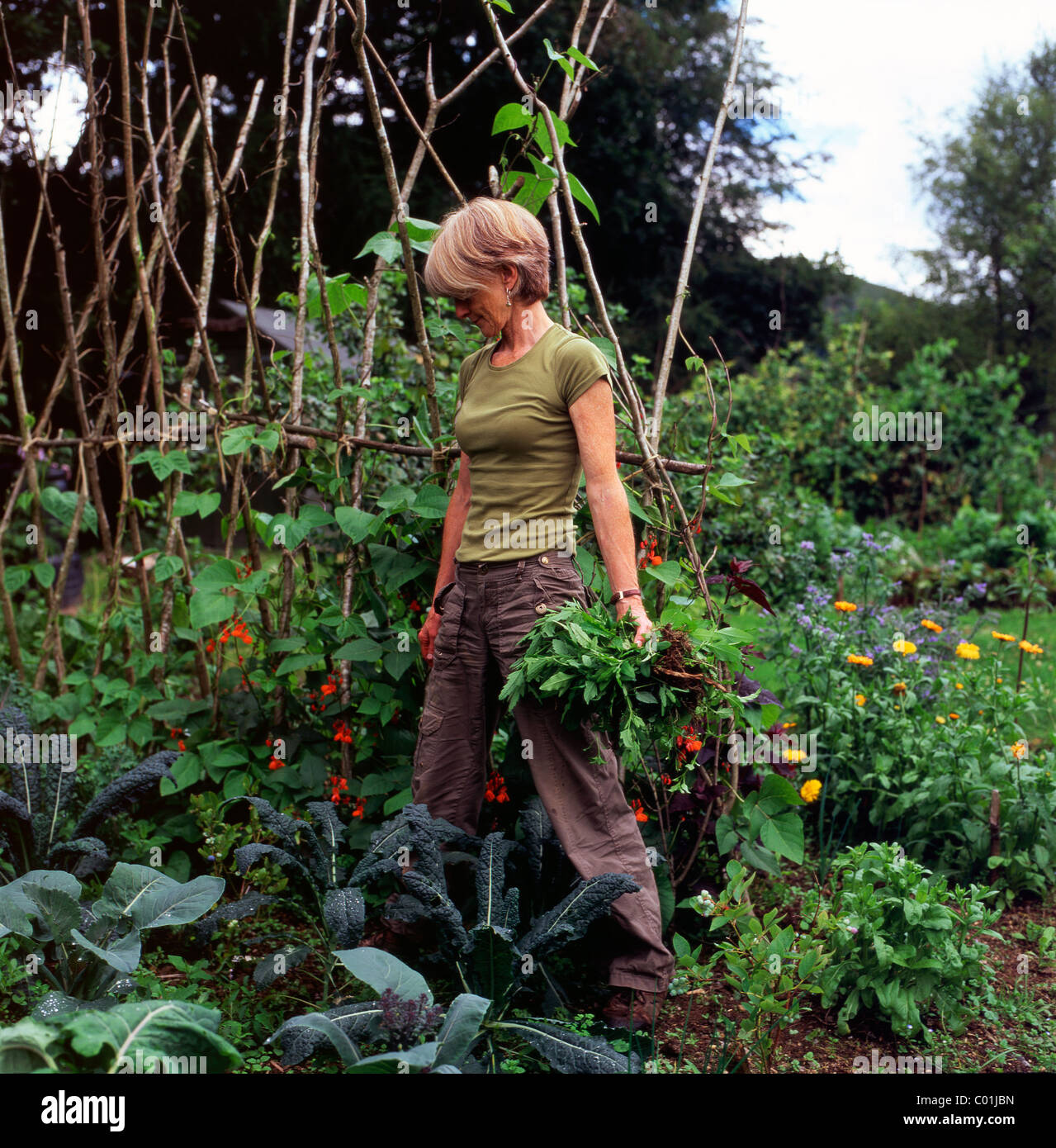 Une femme plus âgée gardener holding a bunch of permanent les épinards à côté de haricot rouge avec plantes fleurs en croissance sur un bâton de pôles du cadre organique dans sa parcelle de légumes jardin en été Carmarthenshire, Pays de Galles UK KATHY DEWITT Banque D'Images