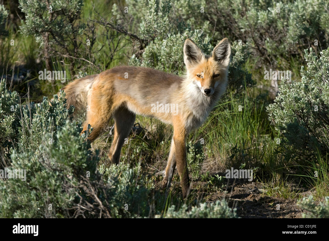 American Red Fox (Vulpes vulpes), Hebgen Lake, Montana, USA, Amérique du Nord Banque D'Images