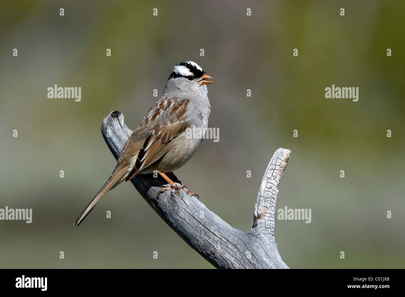 Bruant à couronne blanche (Zonotrichia leucophrys), Parc National de Yellowstone, Wyoming, USA, Amérique Latine Banque D'Images