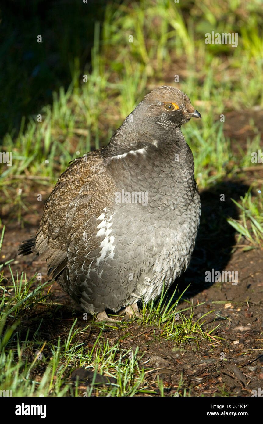 Le tétras sombre (Dendragapus obscurus), Parc National de Grand Teton, Wyoming, USA, Amérique du Nord Banque D'Images