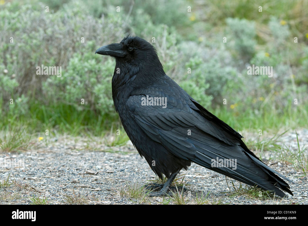 Grand Corbeau (Corvus corax), le Parc National de Yellowstone, Wyoming, USA, Amérique du Nord Banque D'Images