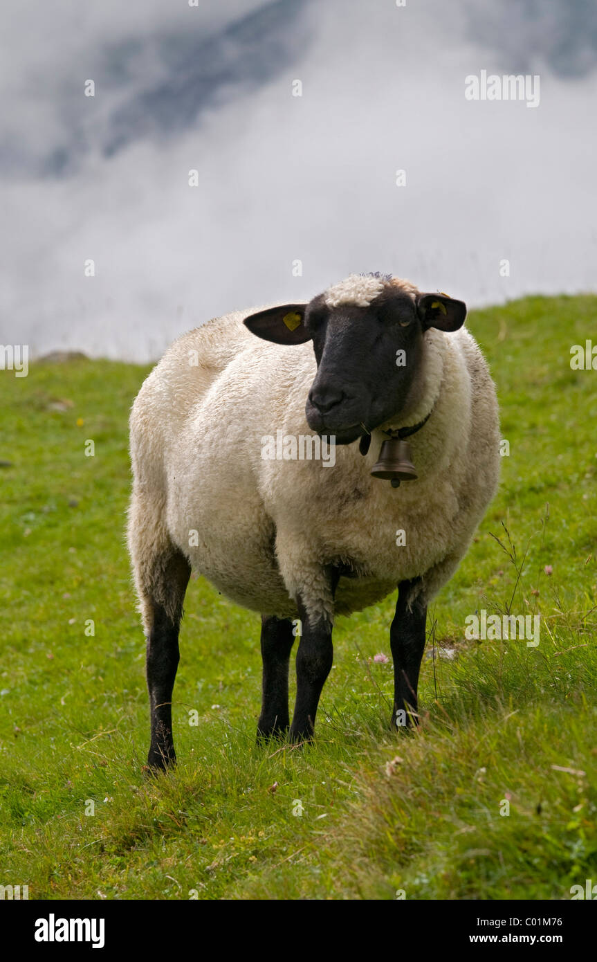 Les moutons à tête noire, Sonnberg-Alm alpage St., Sigmund, Stubaital, Tyrol, Autriche, Europe Banque D'Images