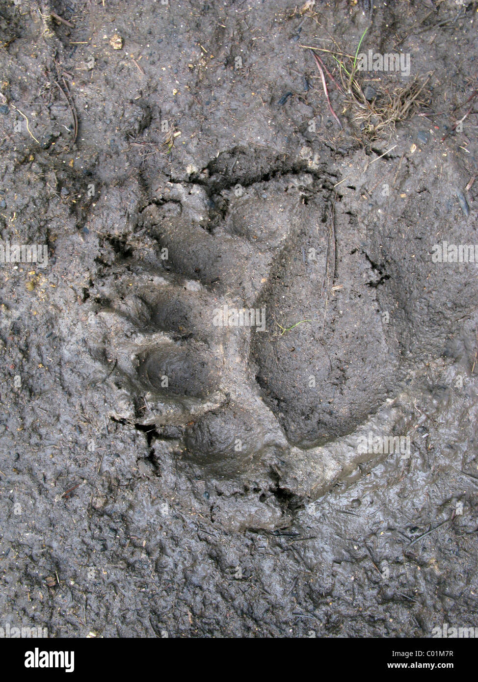 Empreinte écologique, l'ours noir (Ursus americanus), le Parc National de Yellowstone, Wyoming, USA, Amérique du Nord Banque D'Images