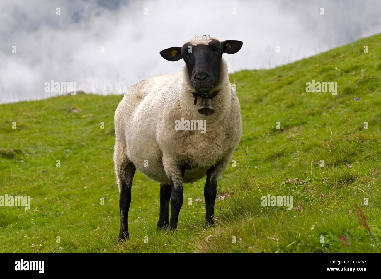 Les moutons à tête noire, Sonnberg-Alm alpage St., Sigmund, Stubaital, Tyrol, Autriche, Europe Banque D'Images