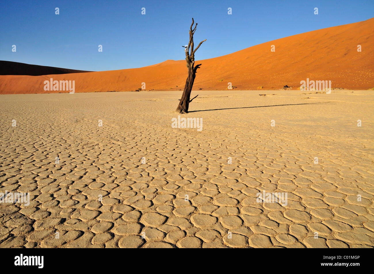 Arbre mort dans le Dead Vlei, Deadvlei clay pan dans la lumière du matin, le désert de Namib, Namib-Naukluft National Park, Namibie, Afrique Banque D'Images